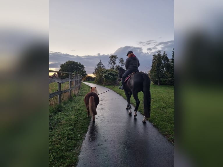 Shetland Ponies Gelding 16 years 8.1 hh Chestnut-Red in Dahme/Mark