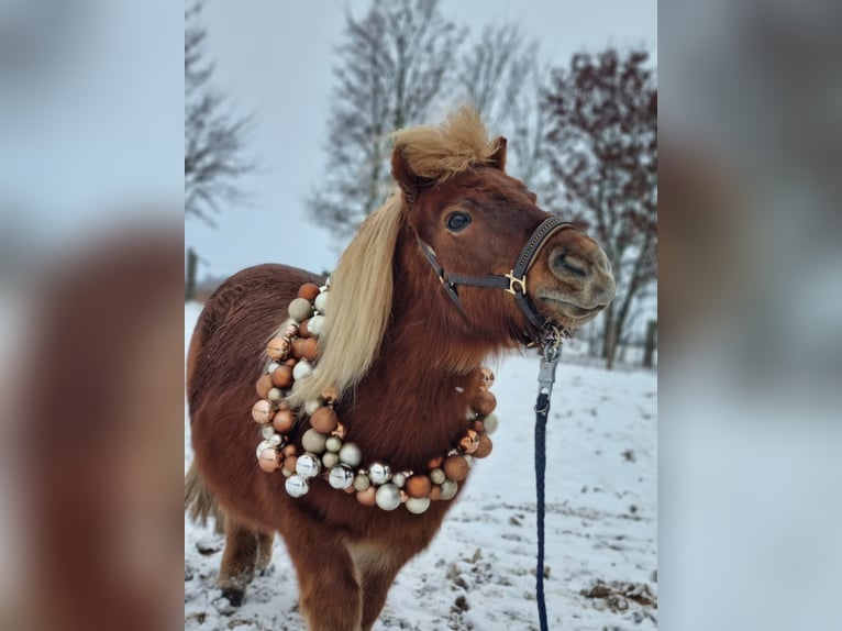 Shetland Ponies Gelding 16 years 8.1 hh Chestnut-Red in Dahme/Mark