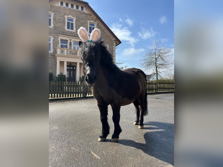 Shetland Ponies Gelding 16 years 9 hh in Bad Salzuflen