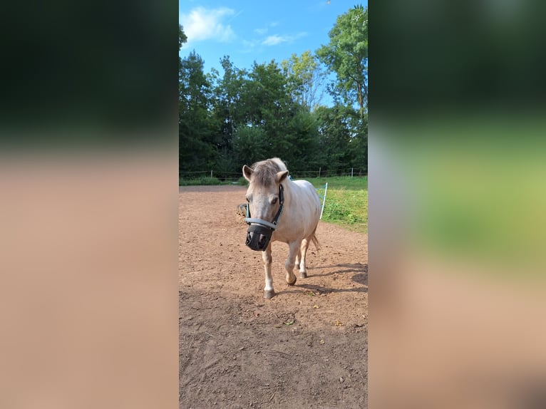 Shetland Ponies Gelding 16 years 9 hh Pinto in Kahl am Main