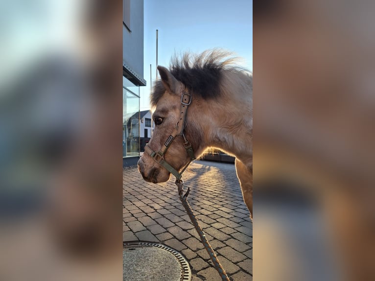 Shetland Ponies Gelding 16 years 9 hh Pinto in Kahl am Main