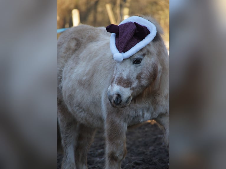 Shetland Ponies Gelding 16 years 9 hh Pinto in Kahl am Main