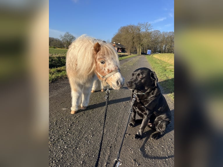 Shetland Ponies Gelding 16 years 9,1 hh Leopard-Piebald in Emstek