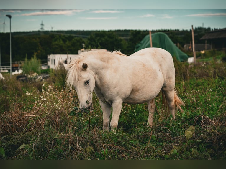 Shetland Ponies Gelding 17 years 10.2 hh  in Lohfelden