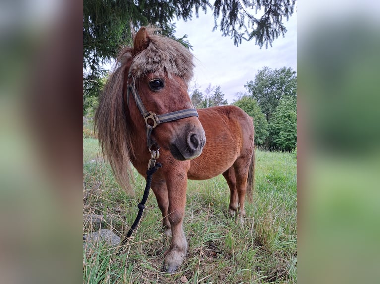 Shetland Ponies Gelding 17 years 10,2 hh Chestnut-Red in Rosenthal am Rennsteig