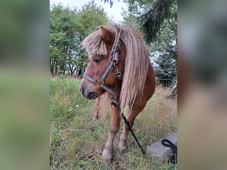 Shetland Ponies Gelding 17 years 10,2 hh Chestnut-Red in Rosenthal am Rennsteig