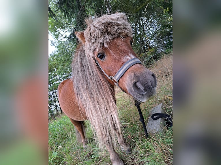Shetland Ponies Gelding 17 years 10,2 hh Chestnut-Red in Rosenthal am Rennsteig