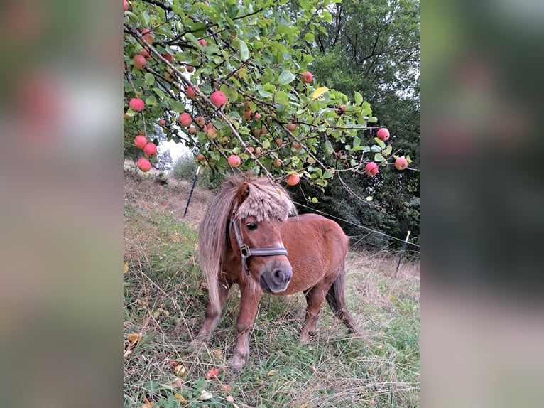 Shetland Ponies Gelding 17 years 10,2 hh Chestnut-Red in Rosenthal am Rennsteig