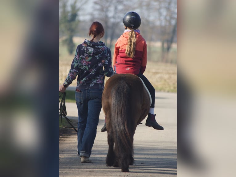 Shetland Ponies Mix Gelding 17 years 11 hh Black in Halvesbostel