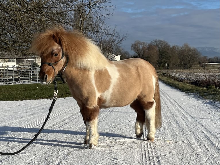 Shetland Ponies Gelding 17 years 8,3 hh Pinto in Kappelen