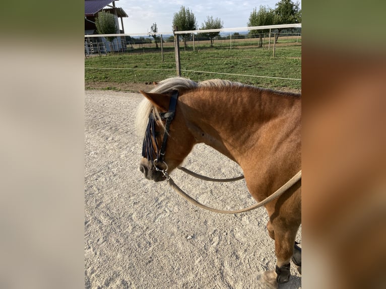 Shetland Ponies Mix Gelding 17 years 9,2 hh Chestnut-Red in Dürnau