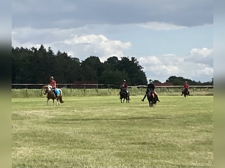 Shetland Ponies Gelding 17 years 9,2 hh Pinto in D&#xF6;tlingen