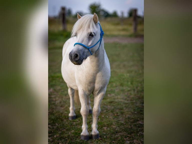Shetland Ponies Gelding 17 years Grey in Modl&#x119;cin