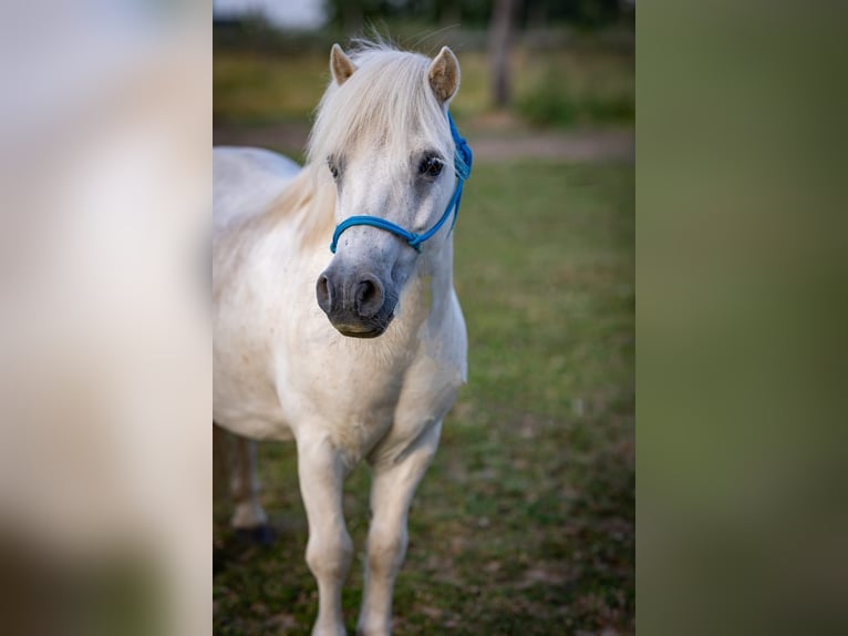 Shetland Ponies Gelding 17 years Grey in Modl&#x119;cin