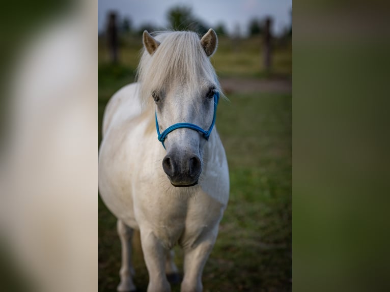 Shetland Ponies Gelding 17 years Grey in Modl&#x119;cin