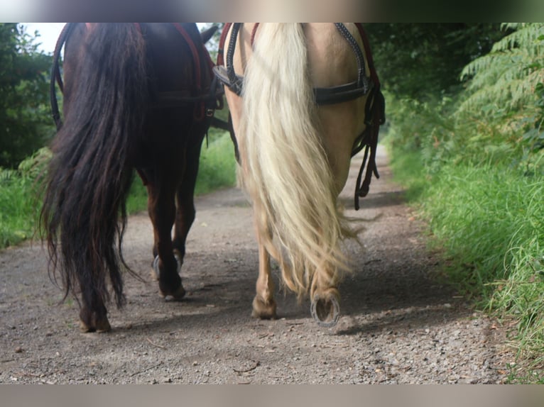 Shetland Ponies Gelding 18 years 10,1 hh Black in Waldbr&#xF6;l