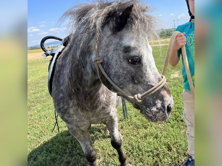 Shetland Ponies Gelding 19 years 8.3 hh Leopard-Piebald in Rastatt