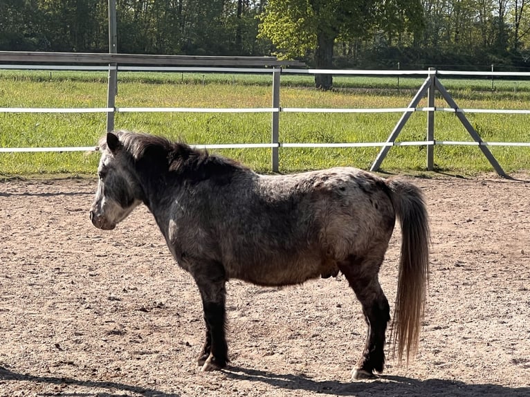 Shetland Ponies Gelding 19 years 8.3 hh Leopard-Piebald in Rastatt