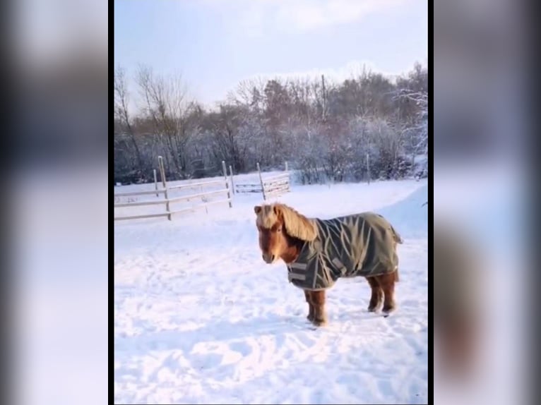 Shetland Ponies Gelding 19 years 9.2 hh Chestnut-Red in Droyßig