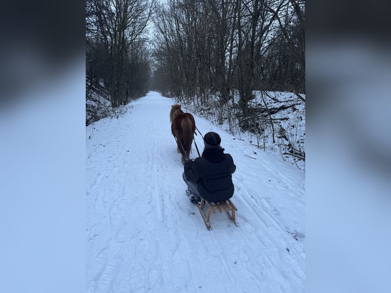 Shetland Ponies Gelding 19 years 9.2 hh Chestnut-Red in Droyßig