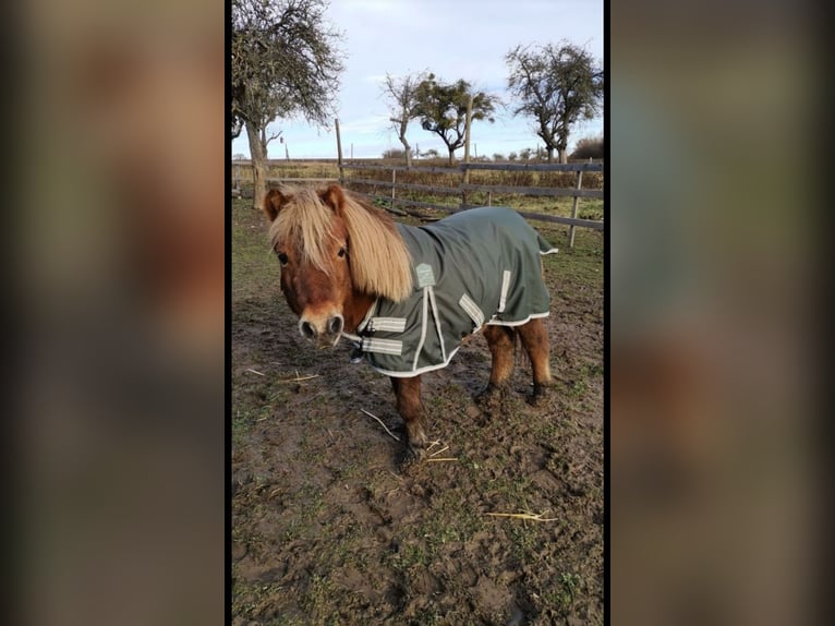 Shetland Ponies Gelding 19 years 9.2 hh Chestnut-Red in Droyßig