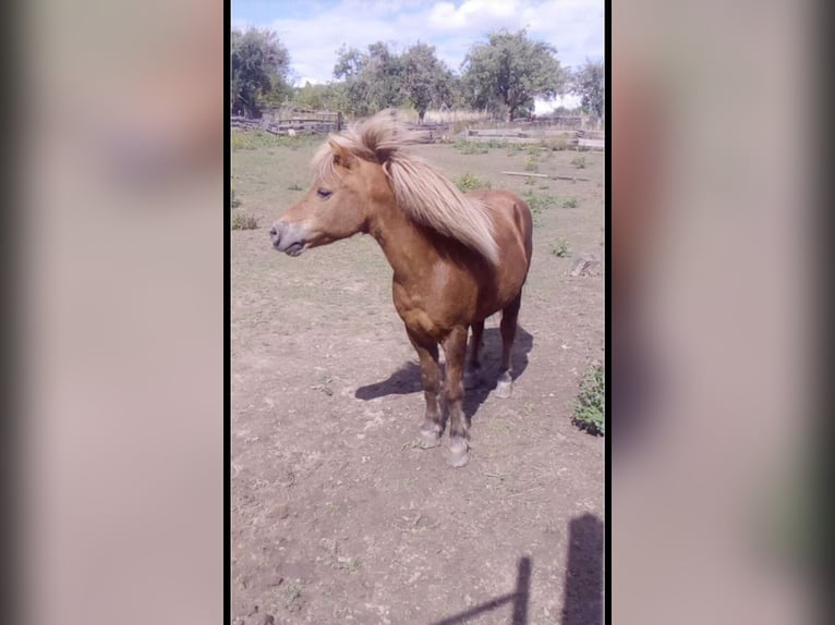 Shetland Ponies Gelding 19 years 9,2 hh Chestnut-Red in Droyßig