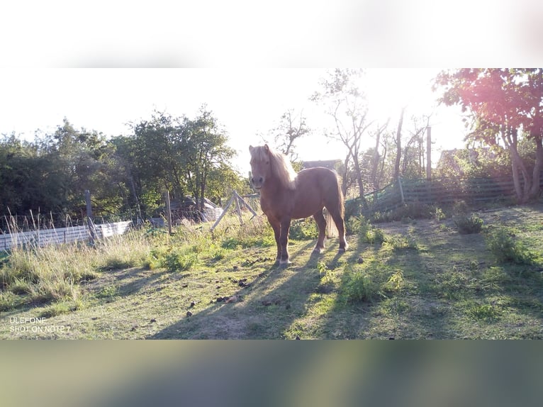 Shetland Ponies Gelding 19 years 9,2 hh Chestnut-Red in Droyßig