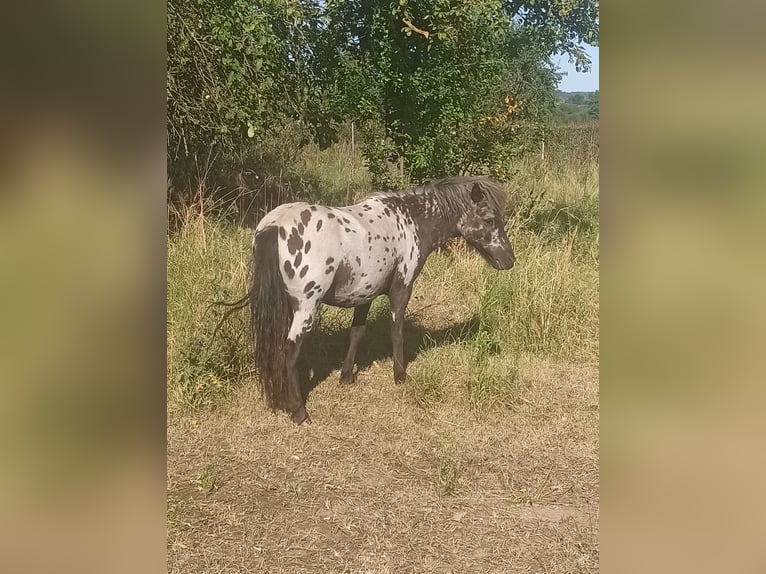 Shetland Ponies Gelding 1 year 9.2 hh Leopard-Piebald in Eisenberg
