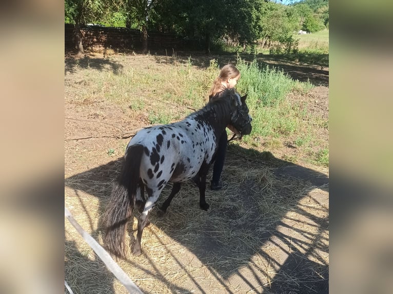 Shetland Ponies Gelding 1 year 9.2 hh Leopard-Piebald in Eisenberg