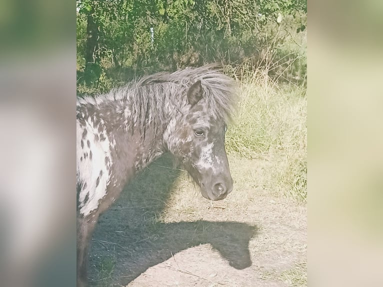 Shetland Ponies Gelding 1 year 9.2 hh Leopard-Piebald in Eisenberg