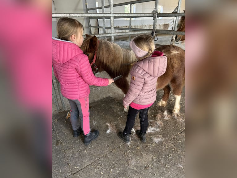 Shetland Ponies Gelding 1 year 9,2 hh Pinto in Hamburg Lemsahl-Mellingstedt