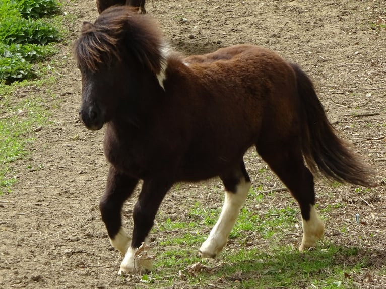 Shetland Ponies Gelding 1 year 9,2 hh Pinto in Riegersburg