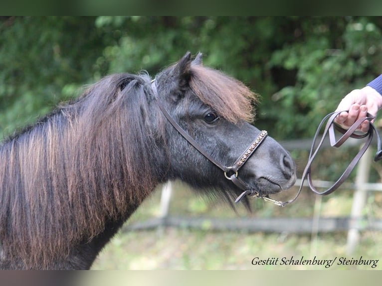 Shetland Ponies Gelding 1 year 9,2 hh Grey in Bokhorst