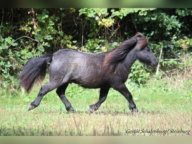 Shetland Ponies Gelding 1 year 9,2 hh Grey in Bokhorst