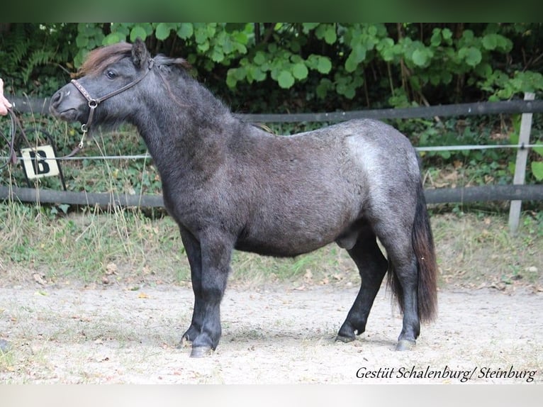 Shetland Ponies Gelding 1 year 9,2 hh Grey in Bokhorst