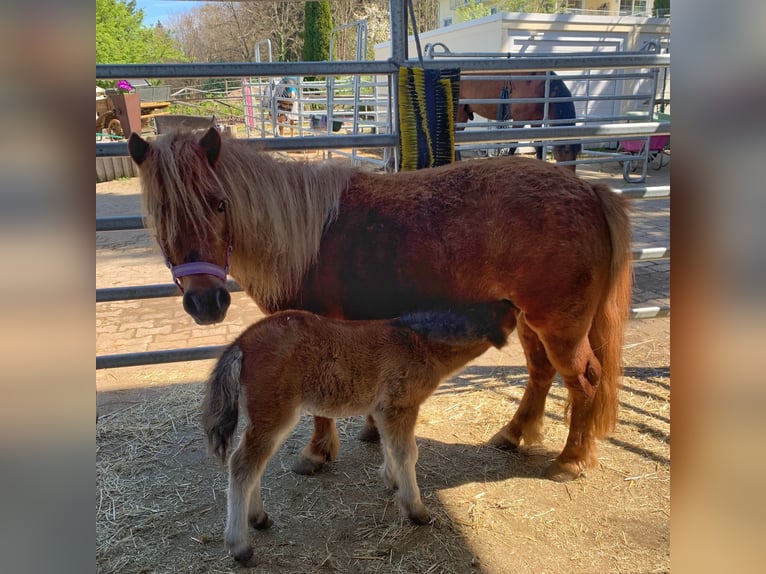 Shetland Ponies Gelding 1 year in SulzbergSulzberg