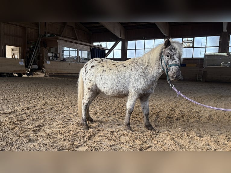 Shetland Ponies Gelding 1 year in SulzbergSulzberg