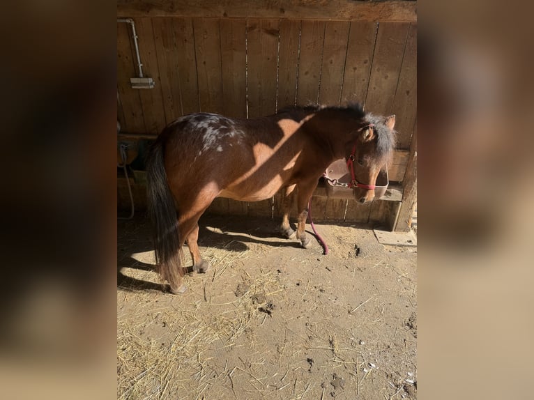 Shetland Ponies Gelding 1 year Leopard-Piebald in Stöttwang