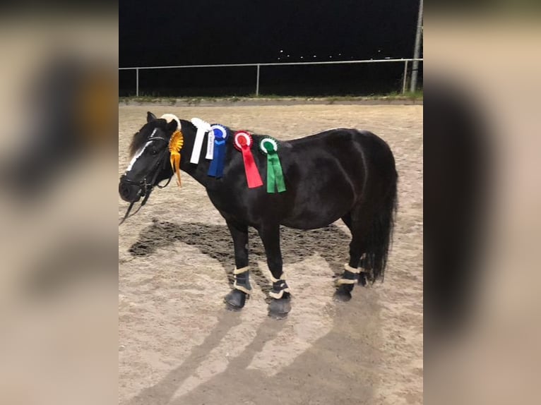 Shetland Ponies Gelding 20 years 10,2 hh Black in Kißlegg