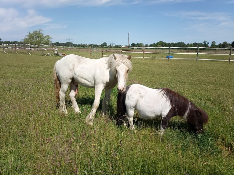 Shetland Ponies Gelding 20 years 8,2 hh Pinto in Rahden
