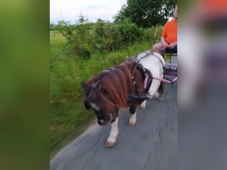 Shetland Ponies Gelding 20 years 8,2 hh Pinto in Rahden