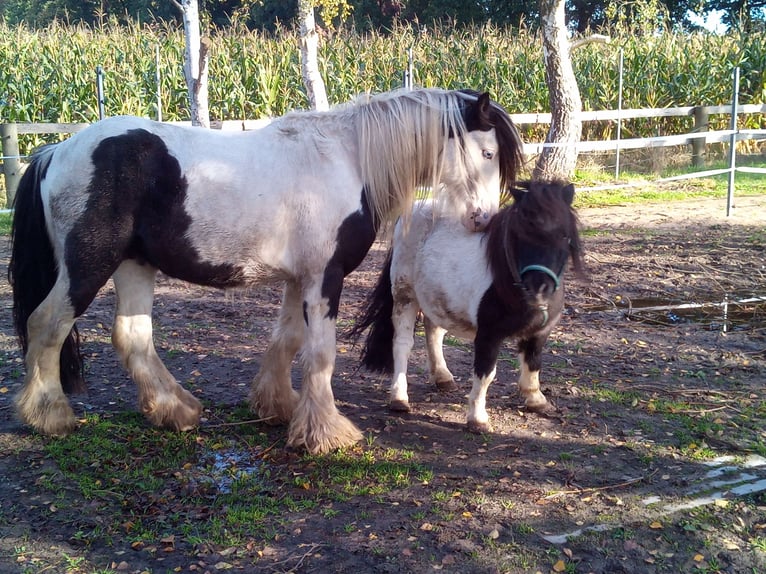 Shetland Ponies Gelding 20 years 8,2 hh Pinto in Rahden
