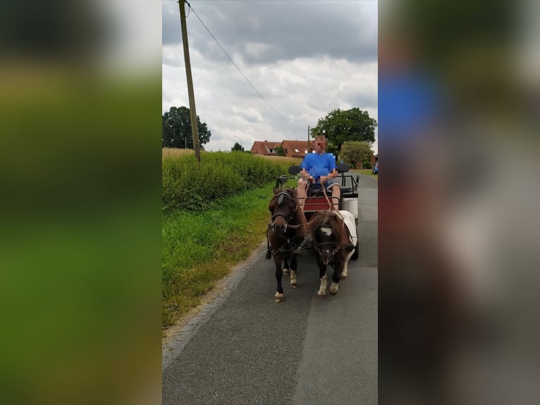 Shetland Ponies Gelding 20 years 8,2 hh Pinto in Rahden