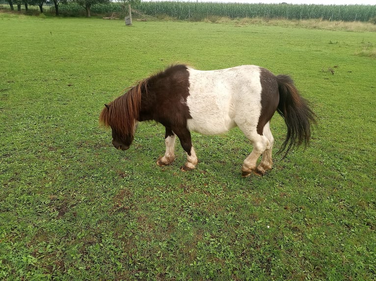 Shetland Ponies Gelding 20 years 8,2 hh Pinto in Rahden