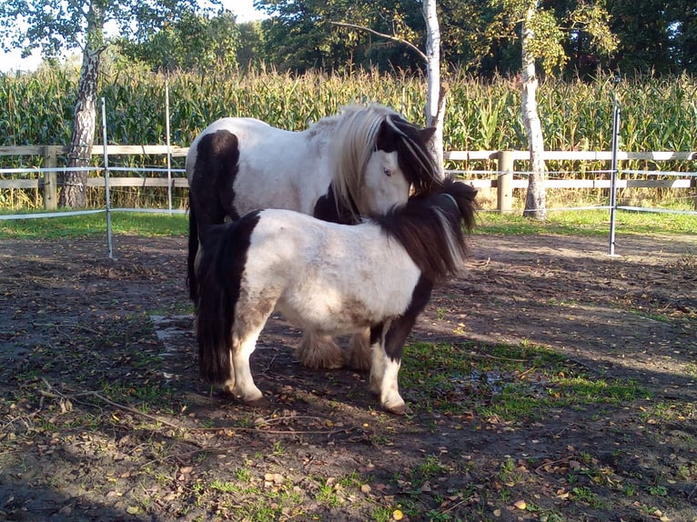 Shetland Ponies Gelding 20 years 8,2 hh Pinto in Rahden