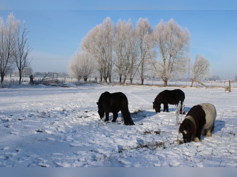 Shetland Ponies Gelding 21 years 8.2 hh Pinto in Rahden