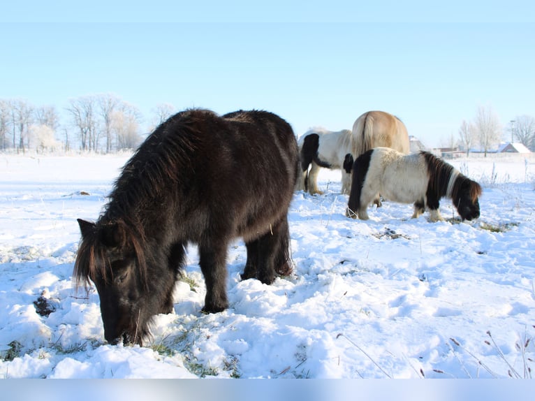 Shetland Ponies Gelding 21 years 8.2 hh Pinto in Rahden