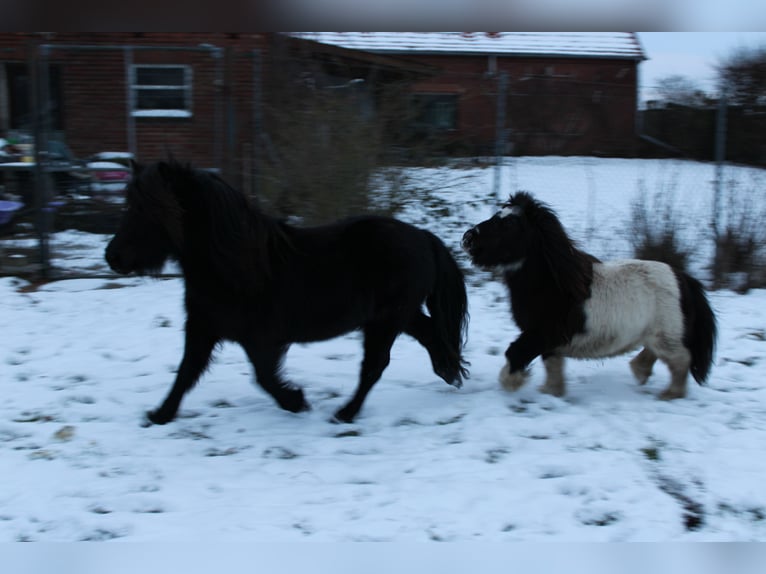 Shetland Ponies Gelding 21 years 8.2 hh Pinto in Rahden