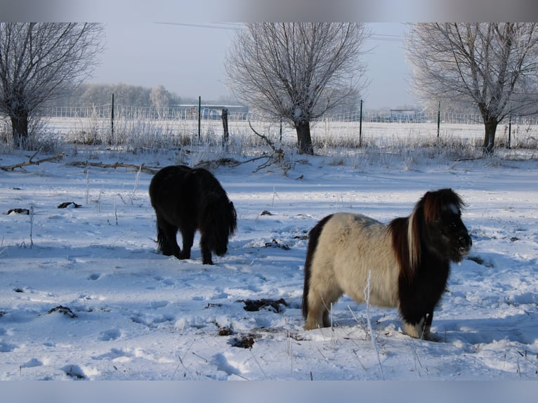 Shetland Ponies Gelding 21 years 8.2 hh Pinto in Rahden