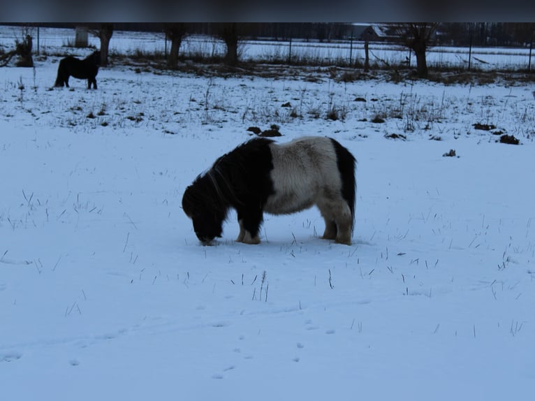 Shetland Ponies Gelding 21 years 8.2 hh Pinto in Rahden